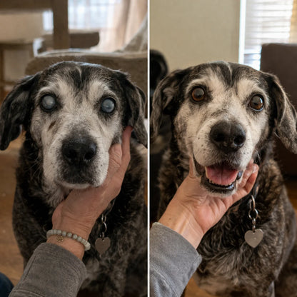 ClearVision™️ Favorece una visión más nítida en tu perro y reduce el daño