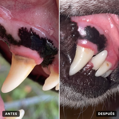 Petnova™️ Fórmula dental avanzada para perros y gatos